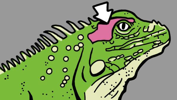 Selfish, Emotional, and Necessary: The Lizard Brain